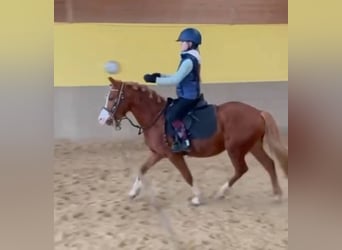 More ponies/small horses, Gelding, 5 years, 13.1 hh, Chestnut-Red