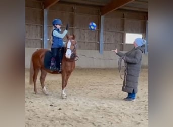 More ponies/small horses, Gelding, 5 years, 13.1 hh, Chestnut-Red