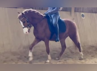 More ponies/small horses, Gelding, 5 years, 13.1 hh, Chestnut-Red