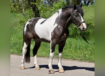 More ponies/small horses, Gelding, 5 years, 13.1 hh, Pinto