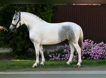 More ponies/small horses, Gelding, 5 years, 13.2 hh, Pinto