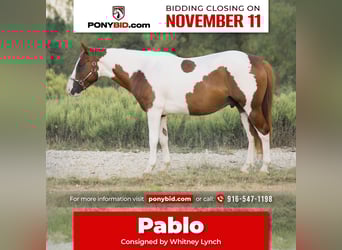 More ponies/small horses, Gelding, 5 years, 13.2 hh, Pinto