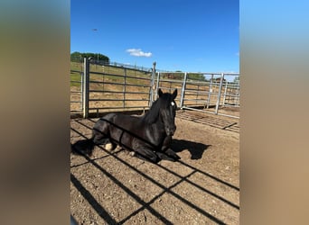 More ponies/small horses, Gelding, 5 years, 13.3 hh, Black