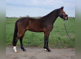 More ponies/small horses, Gelding, 5 years, 13.3 hh, Brown