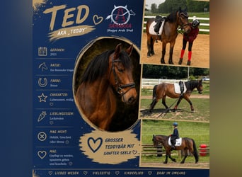 More ponies/small horses, Gelding, 5 years, 13.3 hh, Brown