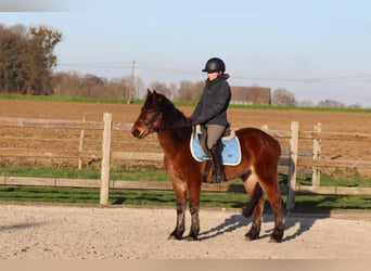 More ponies/small horses, Gelding, 5 years, 13.3 hh, Brown