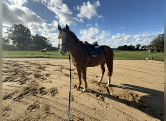 More ponies/small horses, Gelding, 5 years, 13,1 hh, Chestnut-Red