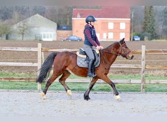 More ponies/small horses, Gelding, 5 years, 13,2 hh, Brown