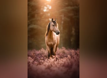 More ponies/small horses Mix, Gelding, 5 years, 13,2 hh, Dun