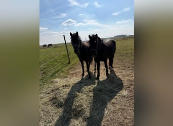 More ponies/small horses, Gelding, 5 years, 13,3 hh, Black