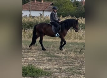 More ponies/small horses, Gelding, 5 years, 13,3 hh, Brown