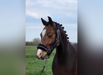 More ponies/small horses, Gelding, 5 years, 13,3 hh, Brown