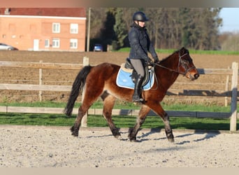 More ponies/small horses, Gelding, 5 years, 13,3 hh, Brown