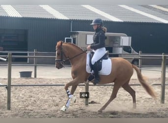 More ponies/small horses, Gelding, 5 years, 13,3 hh, Chestnut-Red
