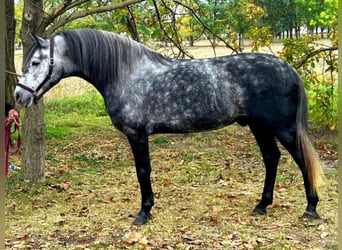 More ponies/small horses, Gelding, 5 years, 14.1 hh, Grey-Dapple