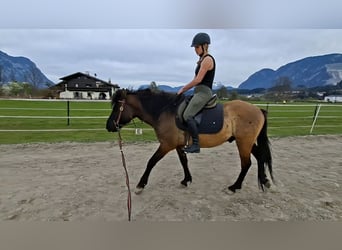 More ponies/small horses, Gelding, 5 years, 14.1 hh, Grullo