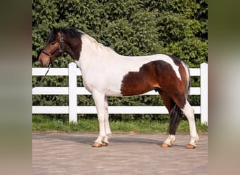 More ponies/small horses, Gelding, 5 years, 14.1 hh, Pinto