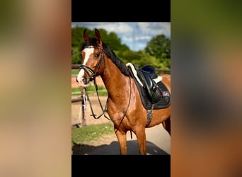More ponies/small horses, Gelding, 5 years, 14.2 hh, Brown