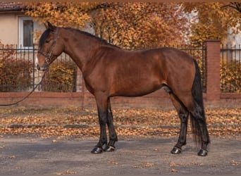 More ponies/small horses, Gelding, 5 years, 14.2 hh, Brown