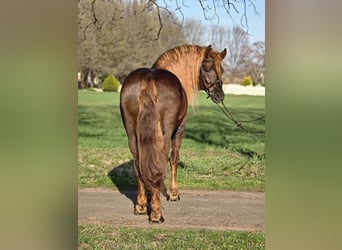 More ponies/small horses, Gelding, 5 years, 14.2 hh, Brown
