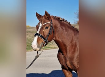More ponies/small horses, Gelding, 5 years, 14.2 hh, Chestnut-Red