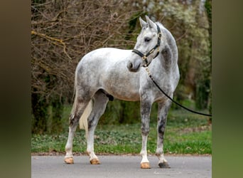More ponies/small horses, Gelding, 5 years, 14.2 hh, Grey-Dapple