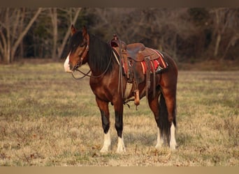 More ponies/small horses, Gelding, 5 years, 14 hh, Pinto