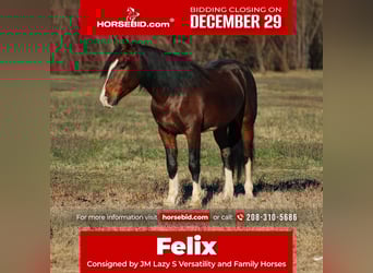 More ponies/small horses, Gelding, 5 years, 14 hh, Pinto