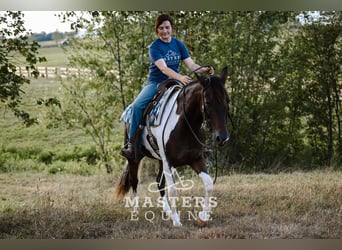 More ponies/small horses Mix, Gelding, 5 years, 14 hh, Pinto