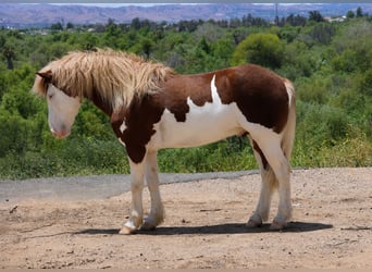 More ponies/small horses, Gelding, 5 years, 14 hh, Pinto