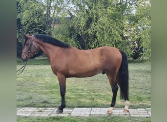 More ponies/small horses, Gelding, 5 years, 14,1 hh, Brown
