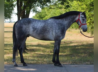 More ponies/small horses, Gelding, 5 years, 14,1 hh, Gray