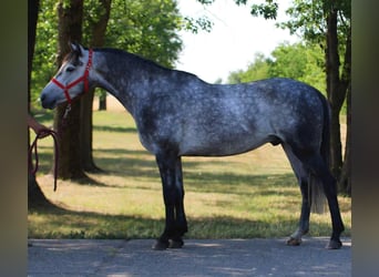 More ponies/small horses, Gelding, 5 years, 14,1 hh, Gray
