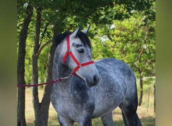More ponies/small horses, Gelding, 5 years, 14,1 hh, Gray