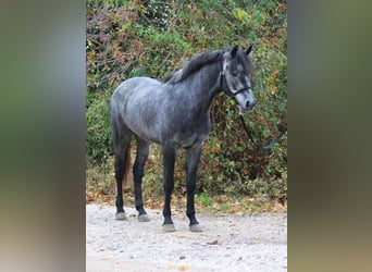 More ponies/small horses, Gelding, 5 years, 14,1 hh, Grey-Dapple