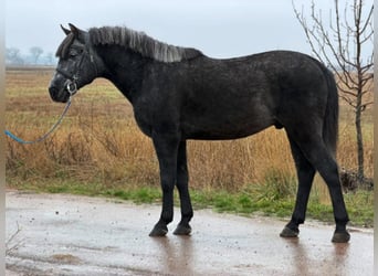 More ponies/small horses, Gelding, 5 years, 14,1 hh, Grey-Dark-Tan