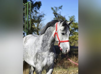 More ponies/small horses, Gelding, 5 years, 14,1 hh, Grey