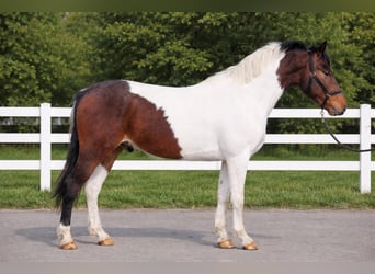More ponies/small horses, Gelding, 5 years, 14,1 hh, Pinto