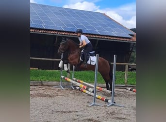 More ponies/small horses, Gelding, 5 years, 14,2 hh, Brown