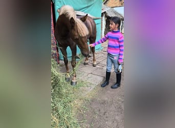 More ponies/small horses, Gelding, 5 years, 14,2 hh, Chestnut-Red