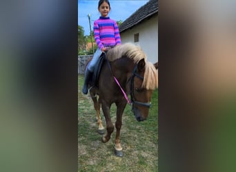 More ponies/small horses, Gelding, 5 years, 14,2 hh, Chestnut-Red