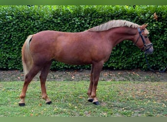 More ponies/small horses, Gelding, 5 years, 14,2 hh, Chestnut-Red