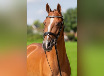 More ponies/small horses, Gelding, 5 years, 14,2 hh, Chestnut-Red