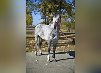 More ponies/small horses, Gelding, 5 years, 14,2 hh, Grey-Dapple