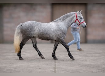 More ponies/small horses, Gelding, 5 years, 14,2 hh, Grey