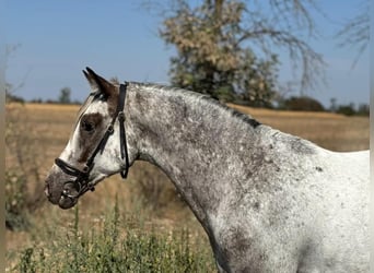 More ponies/small horses, Gelding, 5 years, 14,2 hh, Leopard-Piebald
