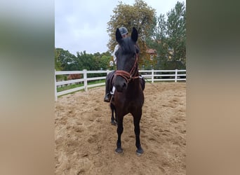 More ponies/small horses, Gelding, 5 years, 15.1 hh, Black