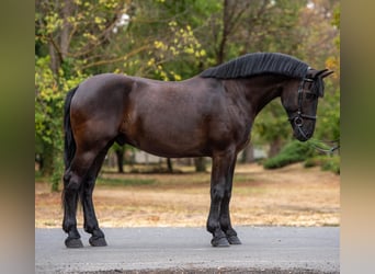 More ponies/small horses, Gelding, 5 years, 15.1 hh, Black
