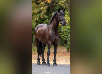 More ponies/small horses, Gelding, 5 years, 15.1 hh, Black