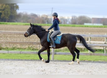 More ponies/small horses, Gelding, 5 years, 15 hh, Black